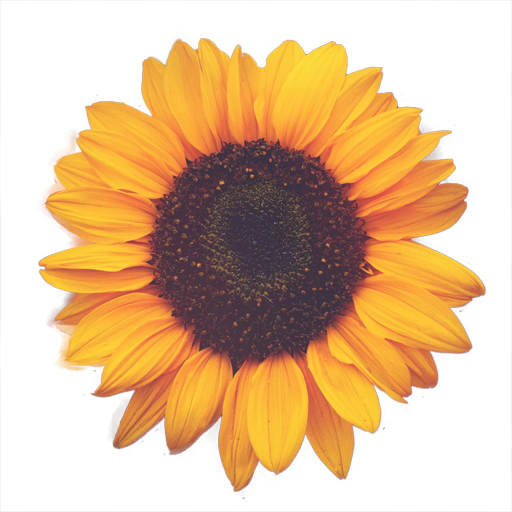 The perfect moment of Renzo and Ophelle